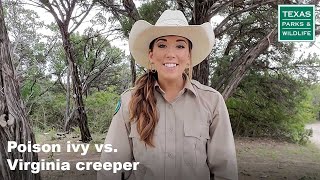 Cleburne SP | Poison ivy vs. Virginia creeper