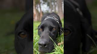 Mejor momento del día #chill #yt #braco #perros #jugar #cantabria #mascotas #disfrutaelmomento #yes