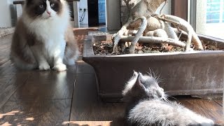 Timo The Ragdoll Cat Meets Kitten For The First Time