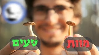 מומחים בארץ  פטריות בר