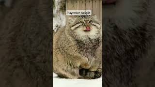 Sogukatan Üşüyen Kedi