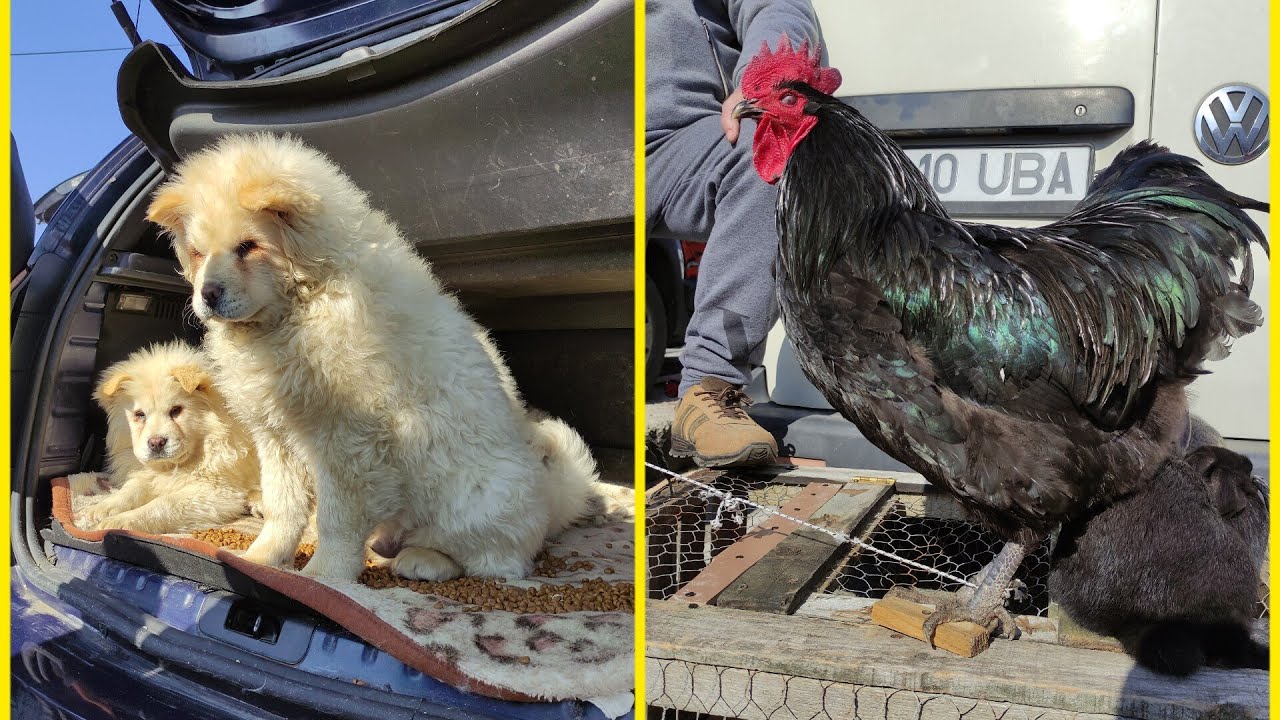 Vizitam târgul săptămânal de la Pitești 🐇🐕🐓🐔