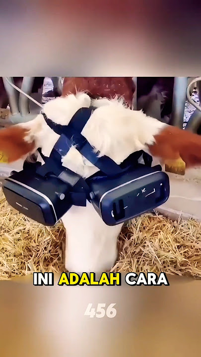 A unique way for farmers to get their cows to produce more milk.