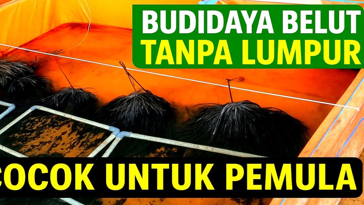Budidaya Belut Tanpa Lumpur Modal Kecil Untung Besar | Cocok untuk Pemula!