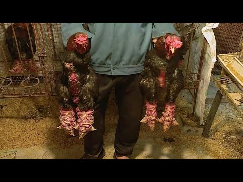 Giant legs of Vietnam's 'dragon chicken' a Lunar New Year delicacy | AFP