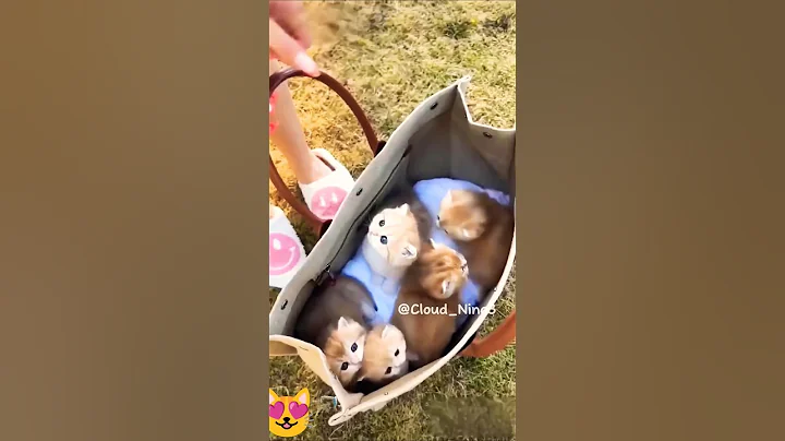 Video 7998041: cat pets cute love, cute pets explore, cat love game, funny cat