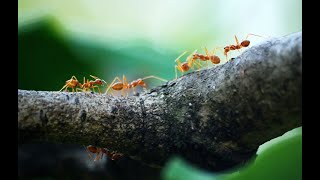 An Overview of Nature Inspired Metaheuristics