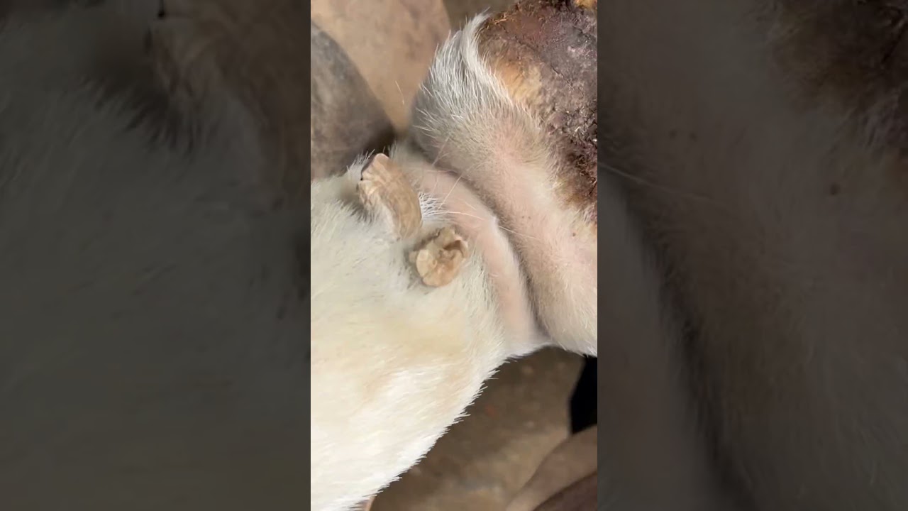 Farrier trims horses chestnut & Ergot …… Oddly Satisfying 