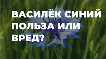 Василёк синий - полезные лечебные свойства / Захар Травник