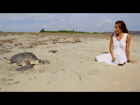 Vídeo: Un Estudio De Tortugas Marinas En El Remoto Pacífico Sur - Matador Network