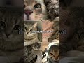 #astrology #cats #viralshorts #youtubeshorts #fyp