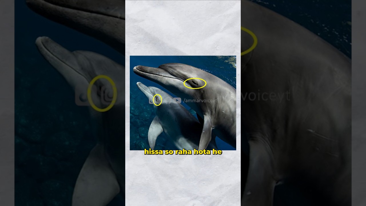 Animals That Sleep With Half Brain! | Ammar Voice