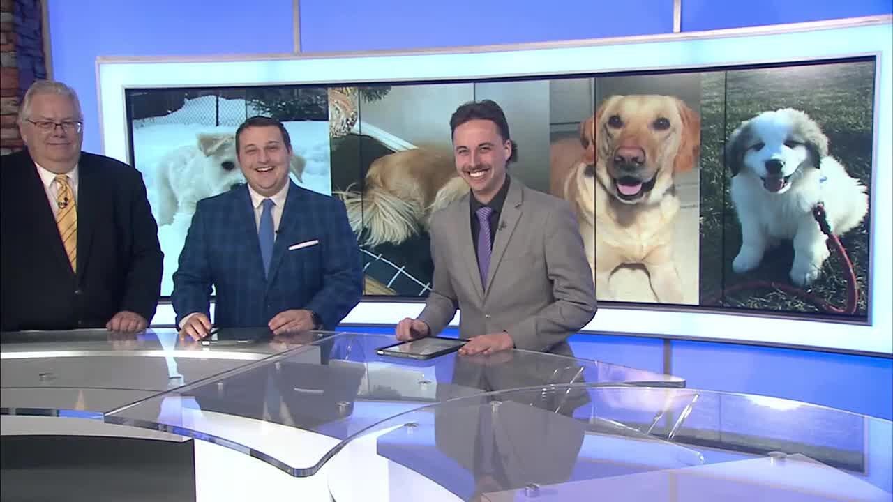 Northern News Now National Dog Day