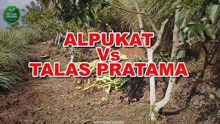 Avocados VS PRATAMA TALAS - BILLIONAIRE FARMERS