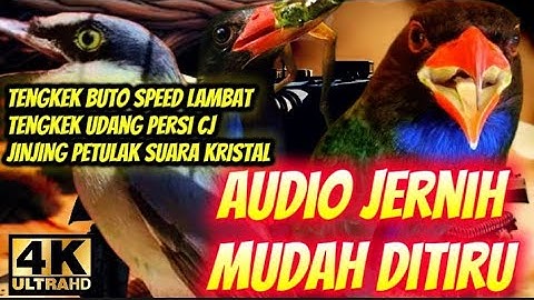 Hancurkan mental lawan dengan tembakan brutal | jinjing petulak, tengkek buto & tengkek udang