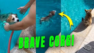 Corgi Decides to Jump Into the Pool Then Gets Picked Up by Owner