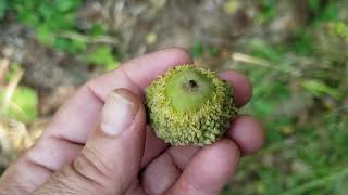 ID That Tree: Bur Oak