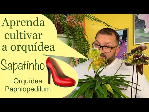 Vídeo: O que são orquídeas Paphiopedilum - Como cultivar uma planta de orquídea Paphiopedilum