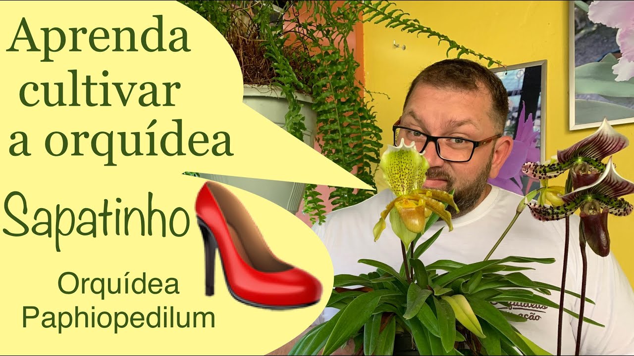 Tudo sobre como cultivar a ORQUÍDEA SAPATINHO| Paphiopedilum - thptnganamst.edu.vn