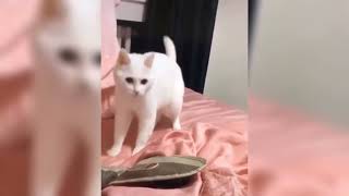 Bass of the music makes her dance😸❤️ -Cute Cat #shorts by Cute Cat 21 views 2 years ago 13 seconds