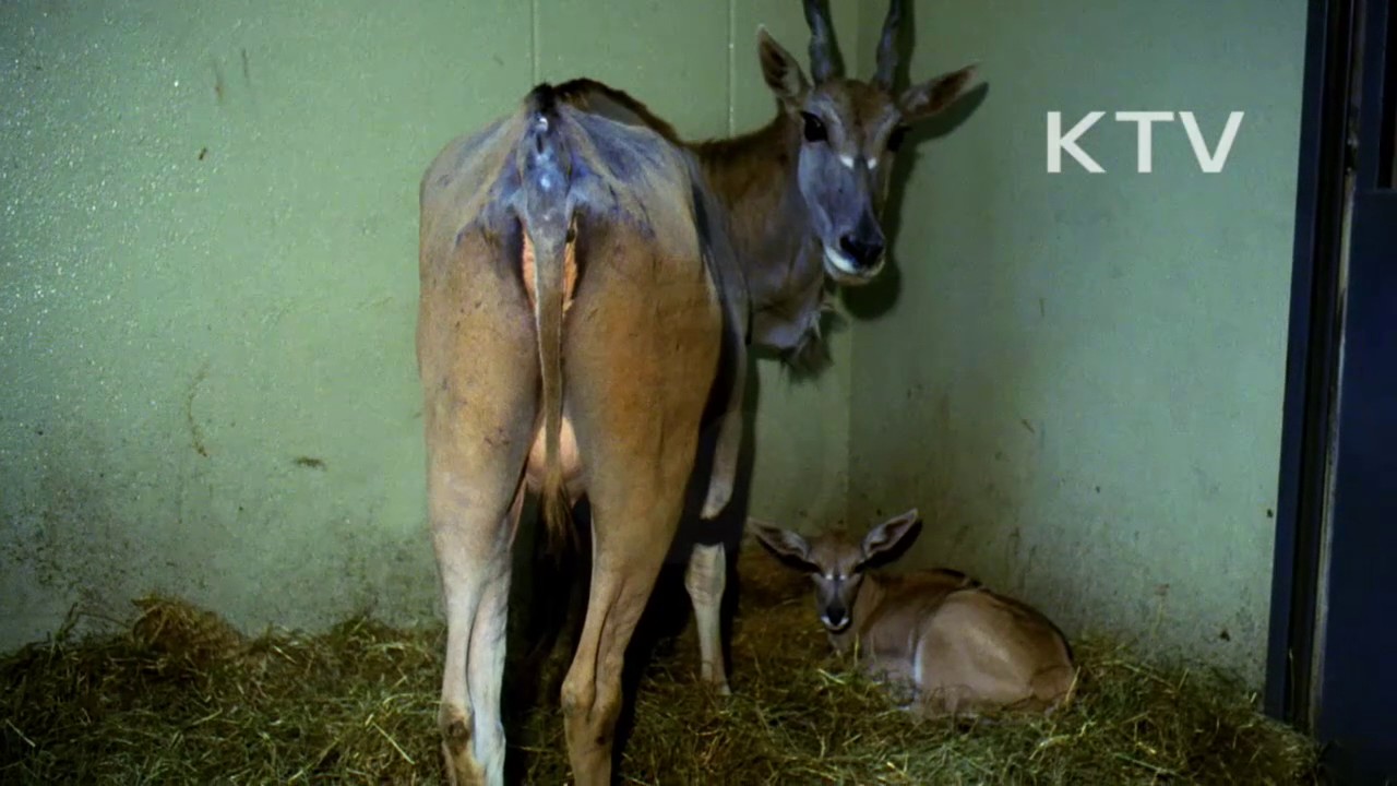 대한뉴스 제 1479호-서울대공원