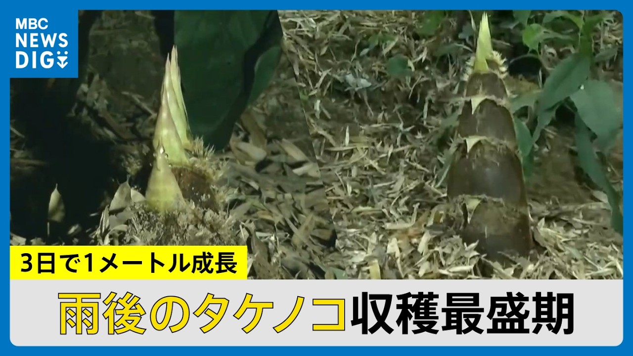We took a time-lapse video of bamboo shoots growing 1 meter in 3