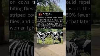 Japanese Black and white Stripes on cows to test