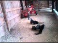 Skunks and Barn Cats
