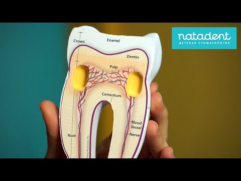 34. Мифы о строении молочных зубов, или почему у детей болят зубы. Натадент