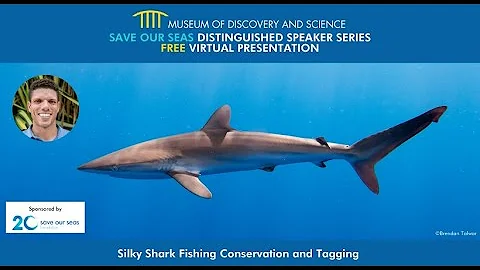 Save Our Seas Distinguished Speaker Series: Silky Shark Conservation and Tagging - DayDayNews