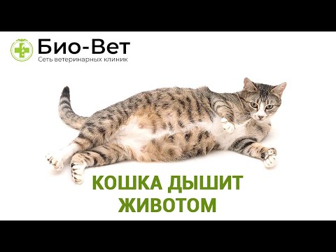 Кошка дышит животом - Причины и Что Делать // Сеть Ветклиник Био-Вет