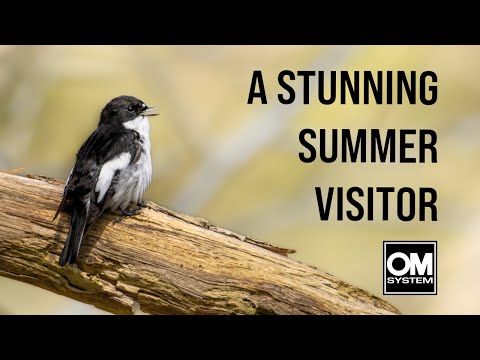 The Black & White Beauty of Pied Flycatchers - Padley Gorge - OM System OM-1