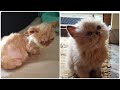 Persian Cats Amazing and unbelievable  transformation. #persiancat #persiankittenfungul
