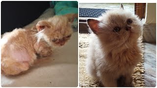 Persian Cats Amazing and unbelievable  transformation. #persiancat #rehabkitchen