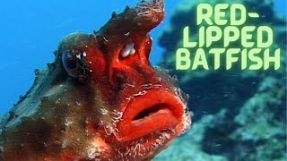 Meet The Quirky Red-Lipped Batfish One Of Natures Underwater Oddities.
