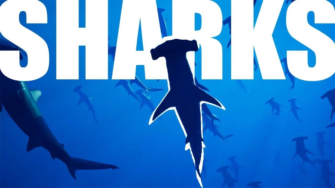 SHARK MYTH BUSTED: Do Sharks Fear Dolphins?