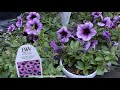 Plantando supertunia Bordeaux