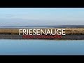 Friesenauge