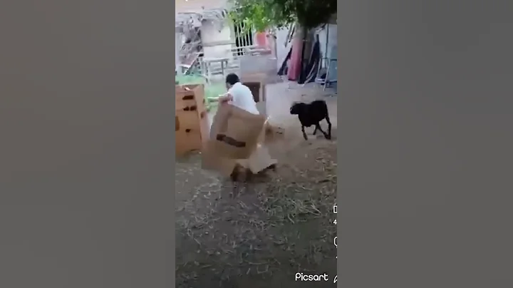 Funny goat attacking people|How to stop an angry ram attack