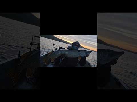 największy z naszej wyprawy do Szwecji na jezioro Mjörn #fishing #pike #szczupak #szwecja   #angler