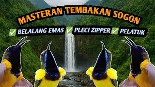 🔴MASTERAN SOGON ISIAN BELALANG EMAS PLECI ZIPPER PELATUK‼️‼️