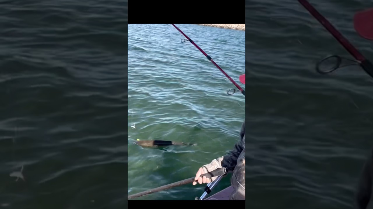 They call me not double 07 baby!! Too much bite 