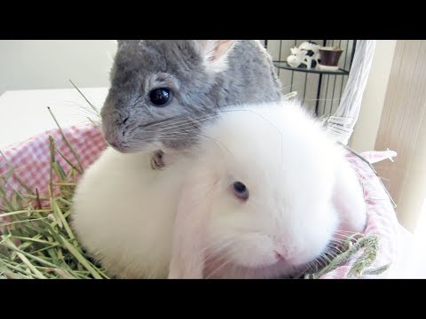 easter-bunny-&-chinchilla-surprise!