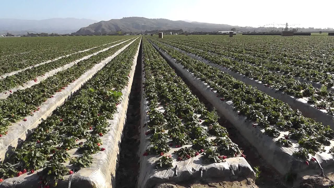 Live from the Fields: Strawberries. Oxnard, CA - YouTube