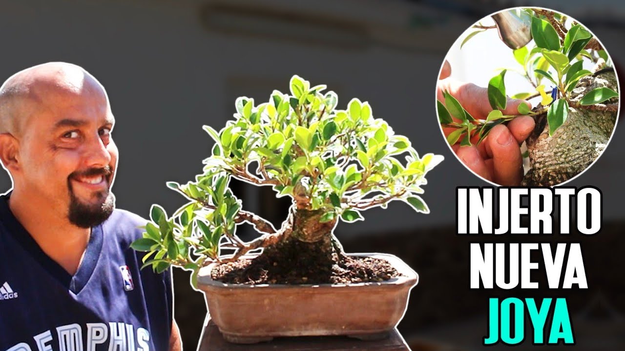 Ficus nueva joya 2022 - Injertando la espalda