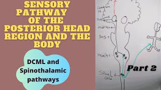 Sensory Pathways  part 2 (DCML & Spinothalamic pathways)