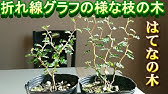 ソフォラリトルベイビー挿し木してみました Youtube