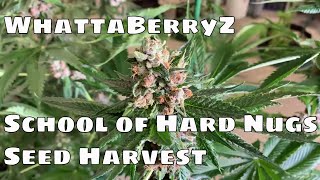 WhattaberryZ Harvest Homegrown Seeds Final Review