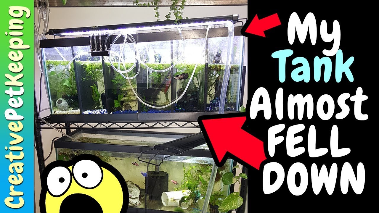 dwarf cichlids with neon tetras My Aquarium almost FELL DOWN 😱