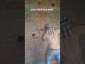 waal cutting # #construction short video 📷
